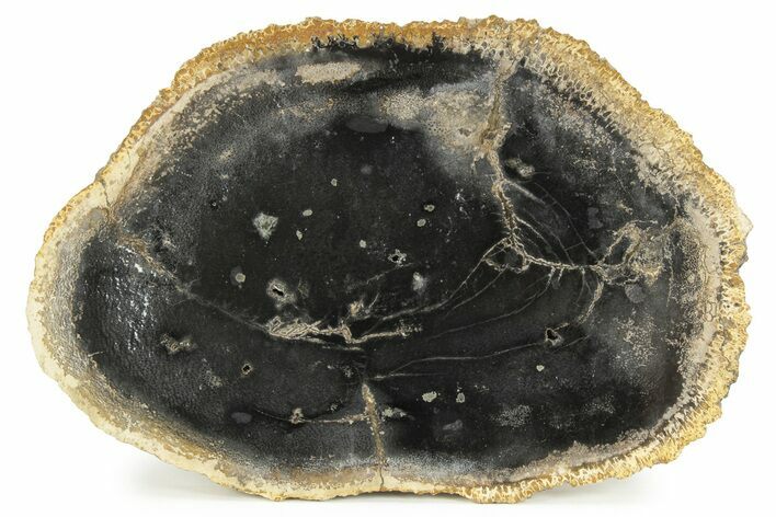 Polished Petrified Palm Wood Round - Indonesia #244641